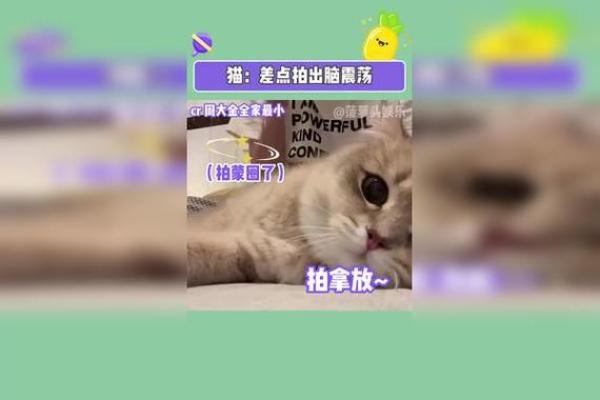 猫咪的秘密：为何猫都有九条命的传奇？