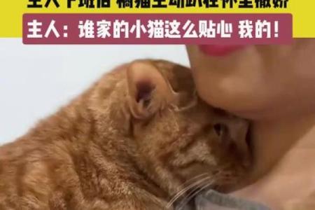 噜噜猫咪命运解析：神秘的猫咪与我们的生活交织