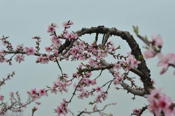 男命带桃花灾：解读命理中的桃花缘与灾祸隐患