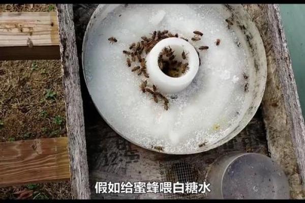 没有什么命只有蜜蜂命——探讨蜜蜂与人类的命运关系