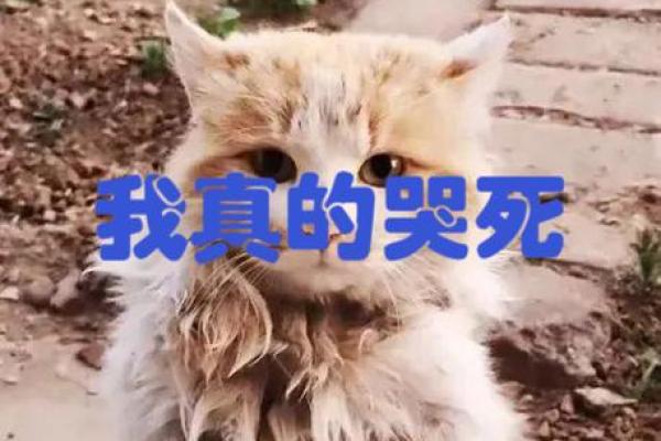 流浪猫的命运：孤独而坚韧的猫生之旅