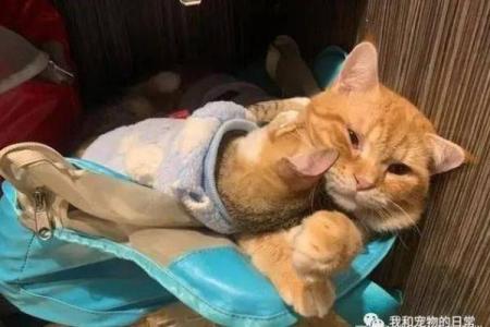 猫咪失去一条命的深意：生命、陪伴与思考