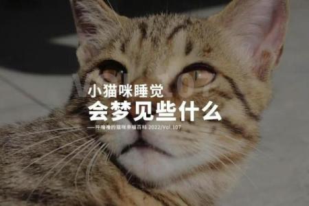 梦见猫的寓意：隐秘的象征与深层的解析