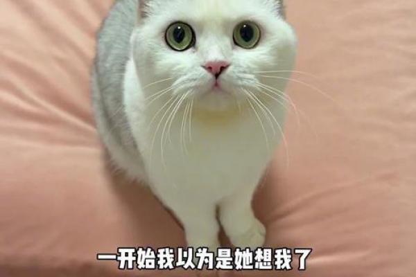 猫咪的勇敢和无私：揭秘它们为何能救孩子一命的背后故事