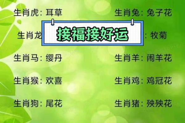 九十五岁生肖命运解析：探寻长寿背后的生肖智慧