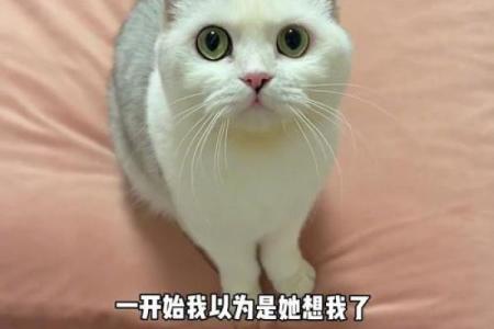 猫咪的勇敢和无私：揭秘它们为何能救孩子一命的背后故事