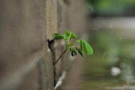 蚂蚁命如草芥：生命的脆弱与坚韧之美