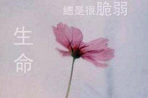 蚂蚁命如草芥，探寻生命的脆弱与坚韧