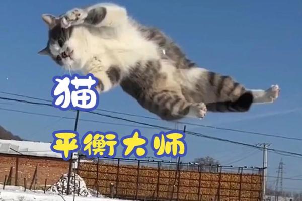 猫咪为何被传有九条命？浅析这一迷人传说背后的奥秘