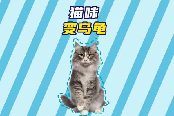 猫咪为何被誉为拥有九条命的神秘生物？