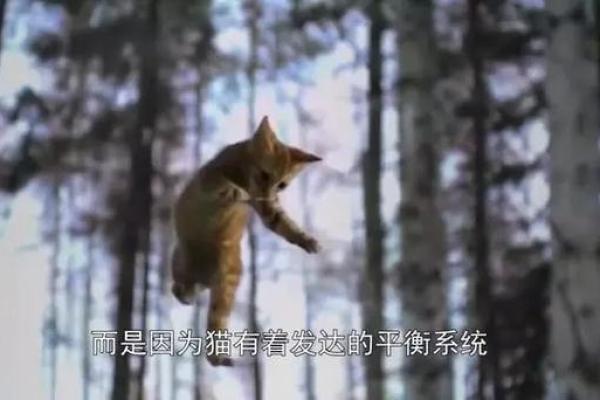 猫为什么有九条命而狗没有？探秘动物神话与真实生存技巧