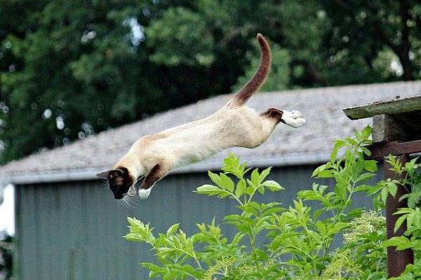 猫还有半条命：猫咪的生存智慧与生活哲学