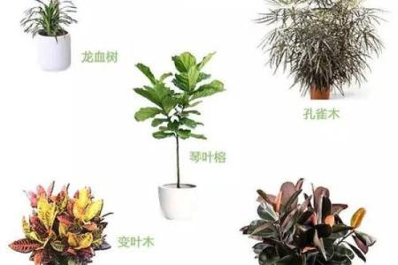 炉中火命人的植物选择与养护指南