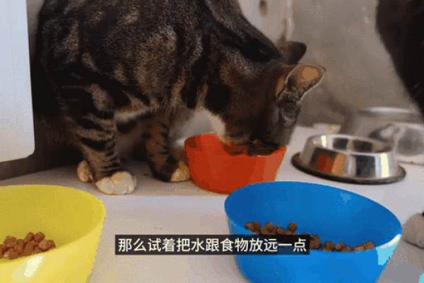 猫咪的九条命：为何它们对此毫无信心？