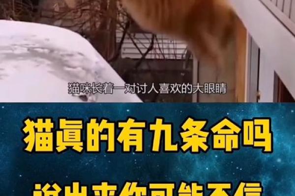 猫咪传说：为何它们总被说有九条命？