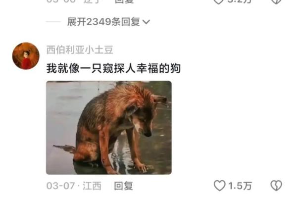 苦等八年的狗狗：它的命运给我们带来了哪些启示？