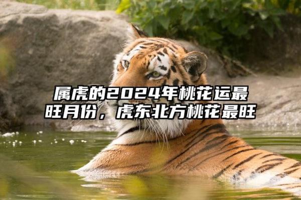 六月的龙与十二月的虎：命理中的神秘交汇与人生启示