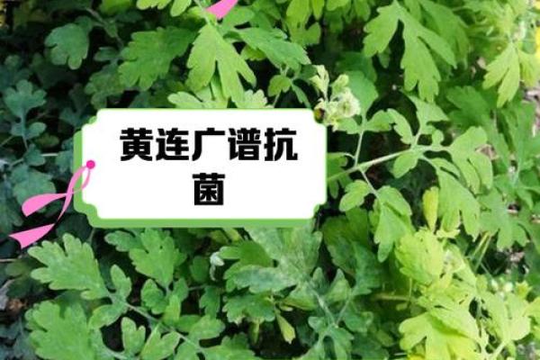 命比黄莲苦三分：深度解读生活中的苦楚与坚韧