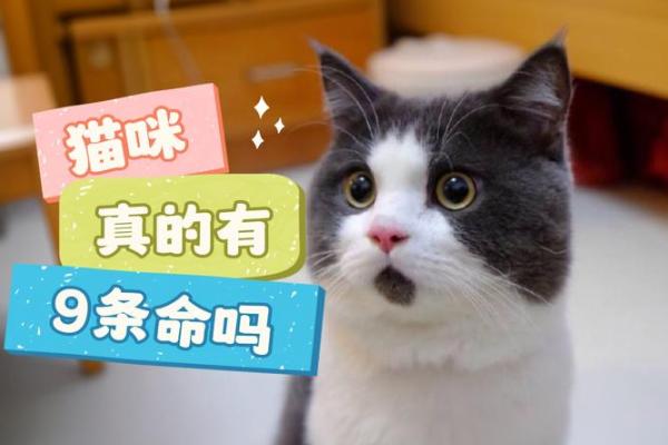 猫有九条命：探索与传说中的神秘猫种