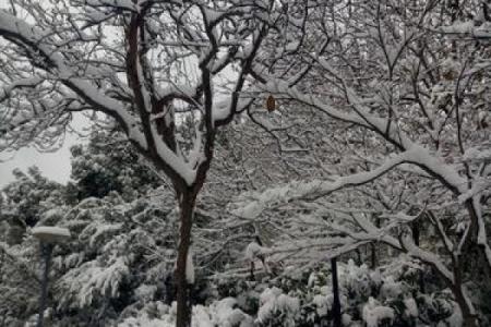 林芊雪：在自然中绽放的生命之花，诗意与坚韧交织的故事