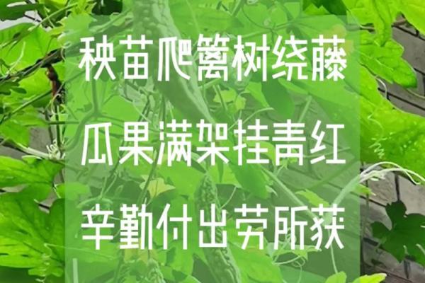 劳碌命带夫劳：生活中的辛勤与付出