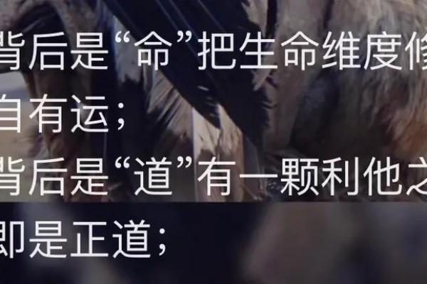 “拿命还”深意解析：理解生命的珍贵与责任