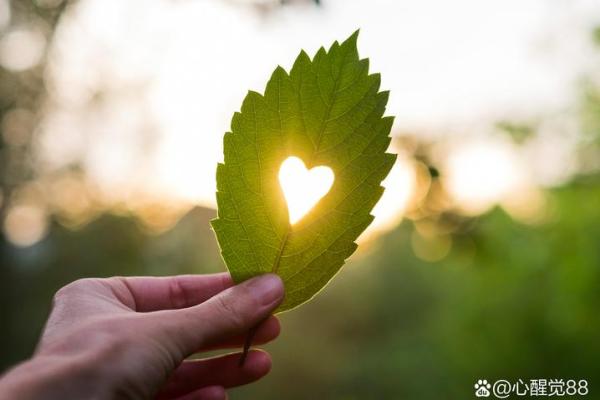 命不强准属羊：探索人生与运势的奥秘