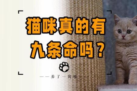 猫有九条命，生肖中哪个动物最神秘？