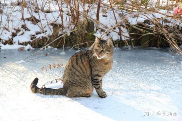 九条命的传说：探秘猫咪与众不同的生命之旅