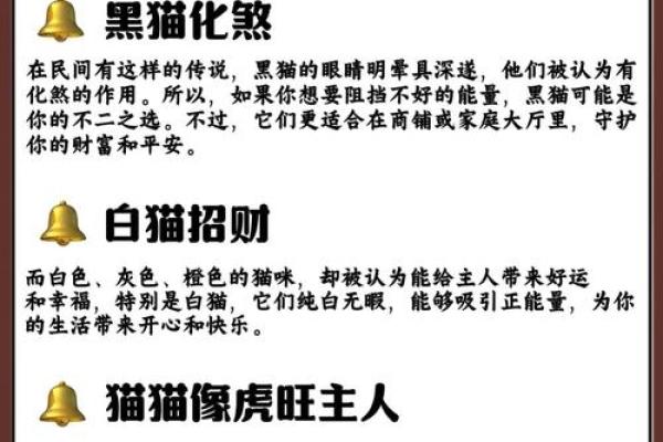 猫咪的五行命理：了解你的猫属于哪个命运元素！