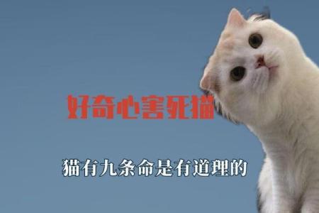 猫的九条命：神秘传说背后的深意与启示