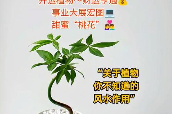 炉中火命人如何选择植物，助旺财运与提升生活品质