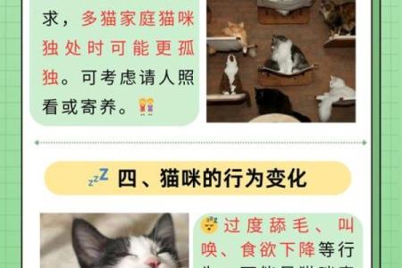 猫狗的生命意义：我们如何理解它们的命运与陪伴