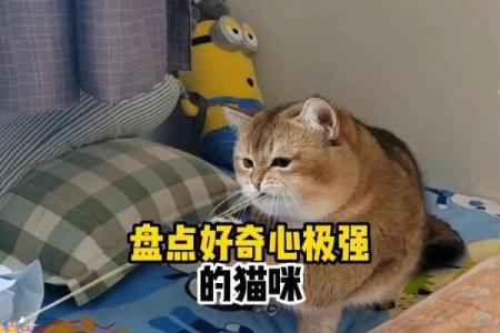 猫咪为何不相信自己有九条命？探寻其背后的真相与传说