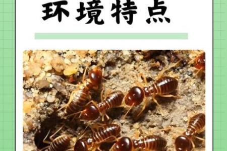 蚂蚁的命运：微小生命中的大智慧与生存哲学