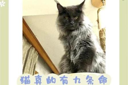 猫有九条命，生肖中的神秘象征与启示