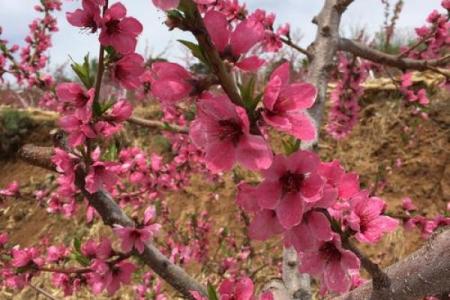 命盘中的桃花：象征爱情的神秘力量与影响解析