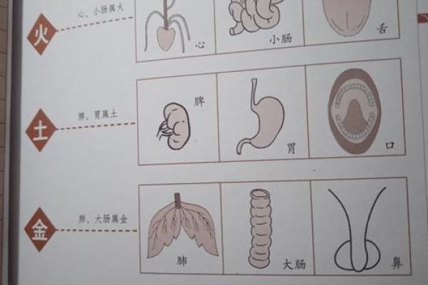 火命与木命、土命的相生关系探讨与生活应用