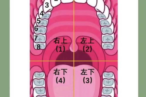 门牙的形状决定你的命运？探索门牙与运势的奥秘！
