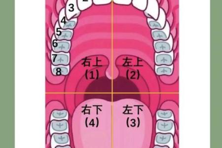 门牙的形状决定你的命运？探索门牙与运势的奥秘！