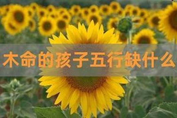 木命与数字的和谐共生：探寻木命与幸运数字的完美结合